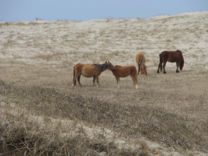 Horses of Sable Island